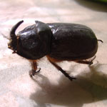 Scarabeo rinoceronte (Oryctes nasicornis)